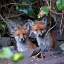 Le monde secret des renards documentaire animalier ANIMAUX