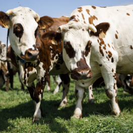 L'amour est dans le pré téléréalité M6