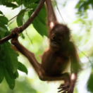 Les îles, laboratoires de la nature série documentaire nature USHUAIA TV