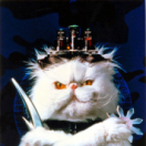 Comme chiens et chats film comédie CINE + FAMILY