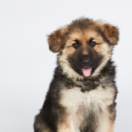 Dog House : un chien pour la vie série documentaire animalier GULLI