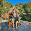 A l'école des chiens guides documentaire animalier ANIMAUX