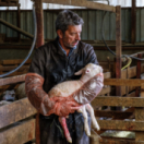 La doc et le véto série/feuilleton comédie dramatique TEVA