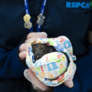 Australie : urgences faune sauvage série documentaire animalier ANIMAUX