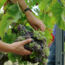 Le vin bio, vraiment bio ? documentaire découverte ARTE