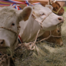 Le boeuf voit rouge documentaire société FRANCE 5