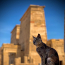 Philae, le sanctuaire englouti documentaire historique HISTOIRE