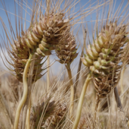 Dans la peau des premiers paysans français documentaire historique FRANCE 5