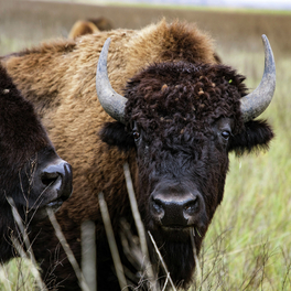 Bison : une histoire de l'Amérique série documentaire animalier ARTE