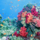 L'avenir de la Grande Barrière de corail documentaire nature ANIMAUX