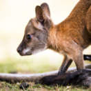 Australie : urgences faune sauvage série documentaire animalier ANIMAUX