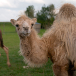 Julien, un chamelier chez les Ch'tis documentaire société FRANCE 3