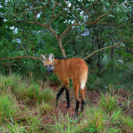 Les superpouvoirs des plantes série documentaire nature FRANCE 5