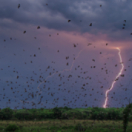 Une planète parfaite série documentaire nature FRANCE 2