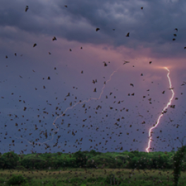 Une planète parfaite série documentaire nature FRANCE 2