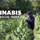Cannabis, le paradoxe français documentaire société PUBLIC SENAT - LCP AN