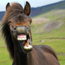 Le grand bêtisier des animaux divertissement GULLI