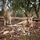 SOS faune sauvage - Australie série documentaire découverte USHUAIA TV