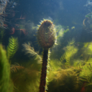 Les superpouvoirs des plantes série documentaire nature FRANCE 5