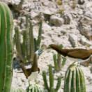 Les superpouvoirs des plantes série documentaire nature FRANCE 5