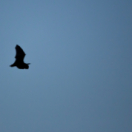 Noctules, ces mystérieuses chauves-souris documentaire nature USHUAIA TV