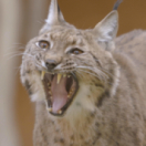 À la lisière, Lorane et le lynx boréal documentaire nature ANIMAUX