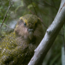 Origine native, Deidre et l'oiseau kakapo documentaire animalier ANIMAUX
