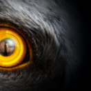 Prédateurs : compte à rebours mortel série documentaire animalier ANIMAUX