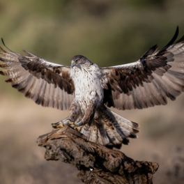 Aigle de Bonelli, le prince des garrigues documentaire nature FRANCE 3