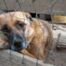 Une famille pour la vie série documentaire société ANIMAUX