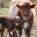 Mamans animales série documentaire nature ANIMAUX