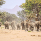 Quand les femelles ont le pouvoir - Le matriarcat dans le monde animal documentaire science et technique ANIMAUX