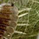 Terre, la vie cachée d'une planète documentaire découverte USHUAIA TV