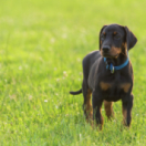 Une famille pour la vie série documentaire société ANIMAUX