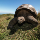 Les Galápagos série documentaire nature USHUAIA TV