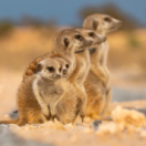 Le clan des suricates - Nouvelle génération série documentaire animalier ANIMAUX