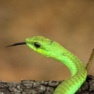 Animaux toxiques : les espèces les plus mortelles série documentaire animalier ANIMAUX