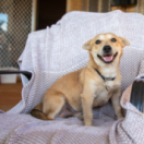 Une famille pour la vie série documentaire société ANIMAUX