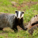 Le monde mystérieux des blaireaux série documentaire animalier ANIMAUX