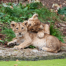 Frères lions série documentaire nature ANIMAUX