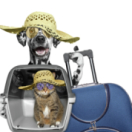 Le grand bêtisier des animaux divertissement GULLI