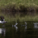 Quebec à vol d'oiseau série documentaire nature CHASSE & PECHE