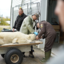 Vétérinaires de l'Arctique série documentaire animalier ANIMAUX