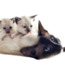 La vie secrète des chats série documentaire animalier ANIMAUX