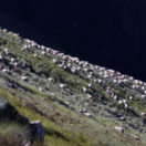 Mort de l'ourse Cannelle, la blessure pyrénéenne documentaire animalier FRANCE 3