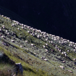 Mort de l'ourse Cannelle, la blessure pyrénéenne documentaire animalier FRANCE 3