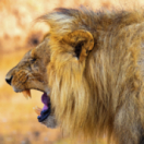 Frères lions série documentaire nature ANIMAUX