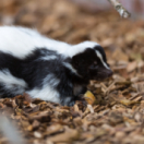 Sauvetage animal série documentaire animalier ANIMAUX