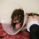 Super vétérinaire téléréalité ANIMAUX