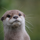 Les loutres des quartiers chics ! série documentaire animalier ANIMAUX